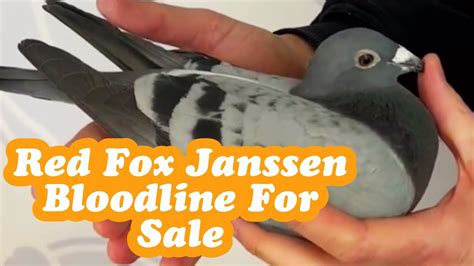 A new Website is currently being created which will facilitate the <b>sale</b> of young stock and race teams. . Red fox janssens pigeons for sale